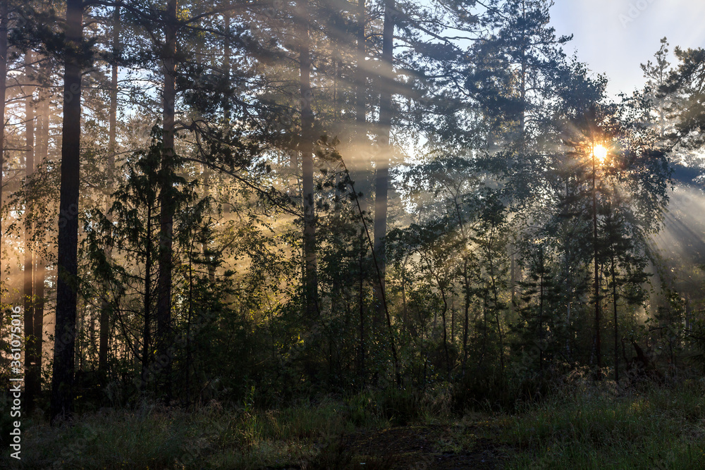 Foggy forest during sunrise with visible sunrays in Karelian Isthmus, Karelia, Russia, near Yastrebinoye lake