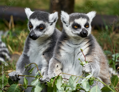 2 Lemur sittng close to each other holding twig