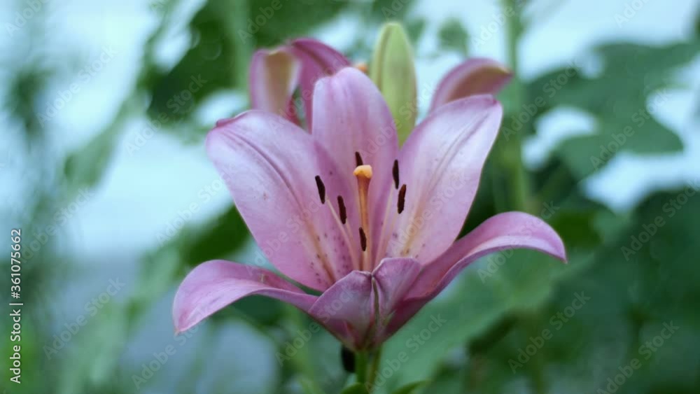Garden lily or Lilium bulbiferum sways in wind in garden or in backyard. Close-up. Garden lily or Lilium bulbiferum sways in wind in garden or in backyard. Close-up.