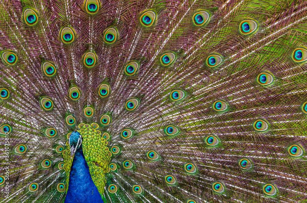 Fototapeta premium peacock with feathers out