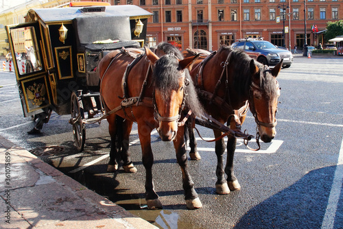 horses with a carriage for tourists ride around the city