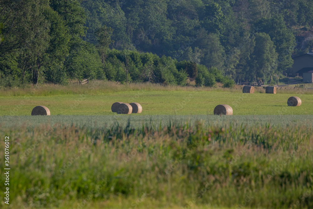 Rolls of hey lying on a field in Sweden Rolls of hey lying on a field in Sweden
