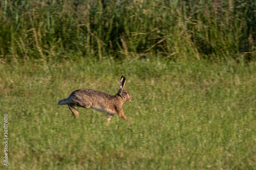 Hare running across a field in Sweden