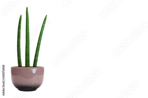 Three Sansevieria cylindrica plants in a ceramic flower pot isolated on a white background.