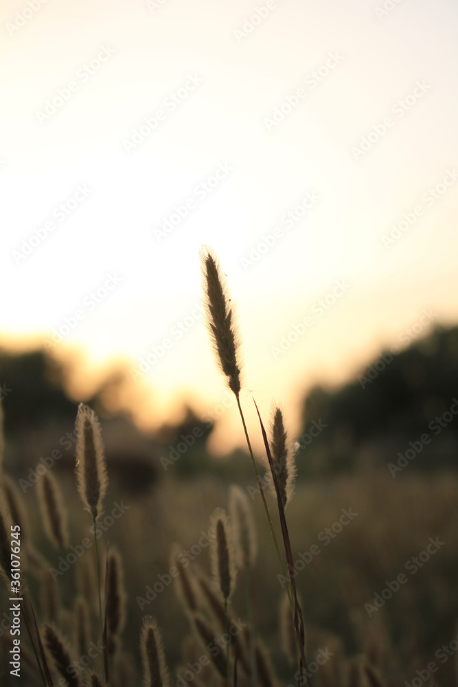 Obraz premium Primer plano plantación de trigo en el atardecer