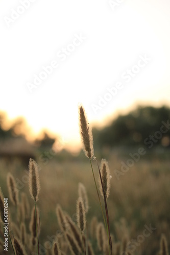Primer plano plantación de trigo en el atardecer