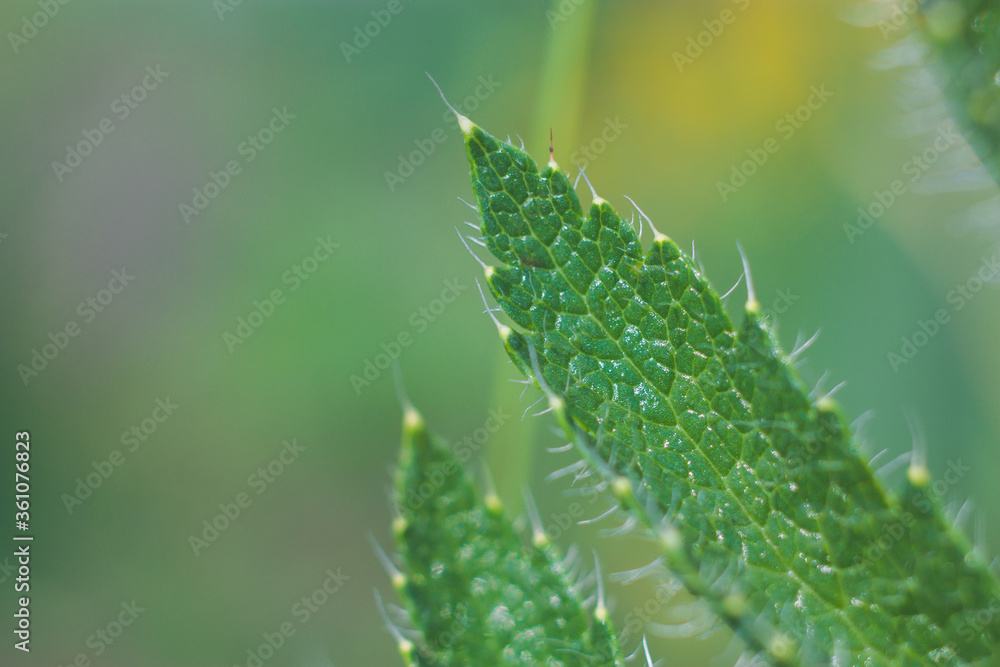 leaf leaf