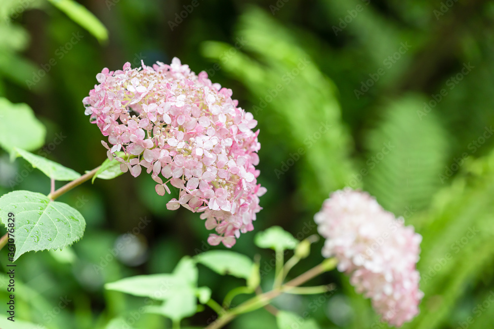 雨上がりのアジサイの花 雨上がりのアジサイの花
