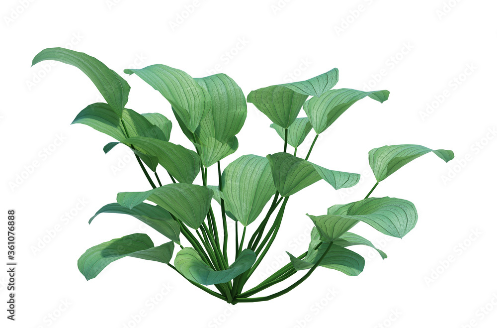 3d Render Pond Tree Isolated on white 3d Render Pond Tree Isolated on white