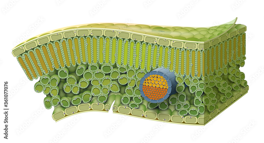 Cellular Structure of Leaf. Internal Leaf Structure a leaf is made of