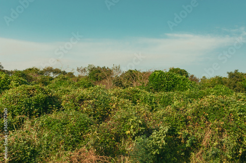 rural scene green vegetation in Morogoro Tanzania 
