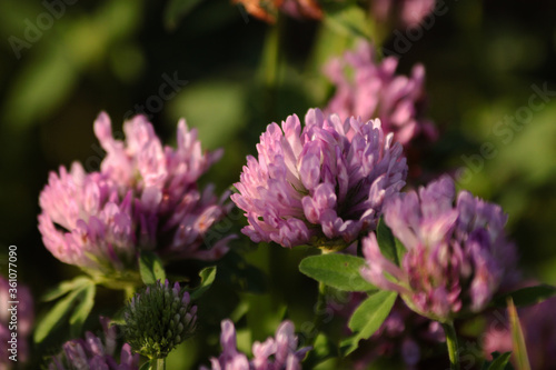 clover flowers in the evening sun