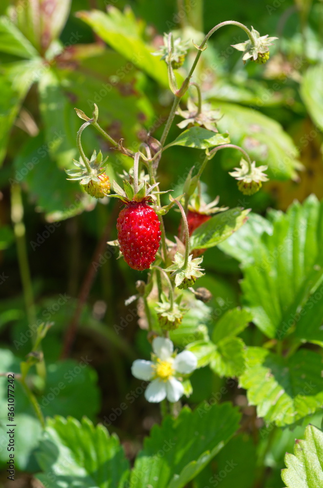 Ripe forest strawberries close up Ripe forest strawberries close up