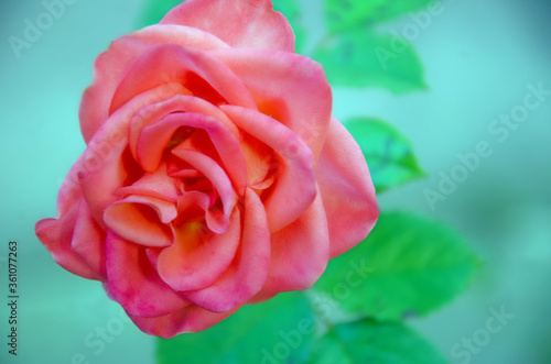 Close up pink rose flower with natural blur background  pink rose