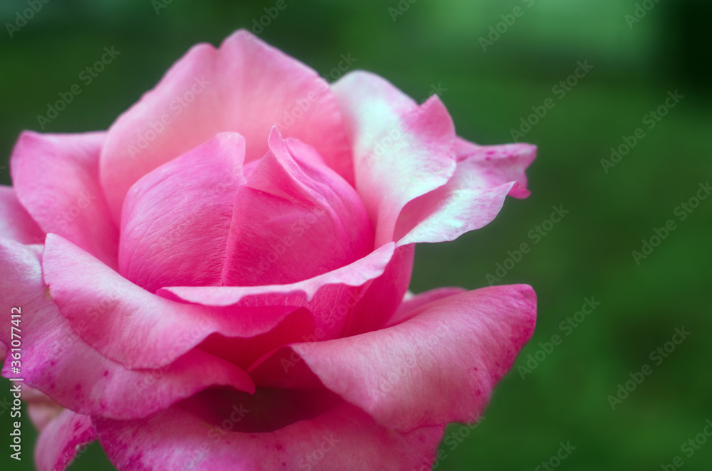 Close up pink rose flower with natural blur background, pink rose Close up pink rose flower with natural blur background, pink rose