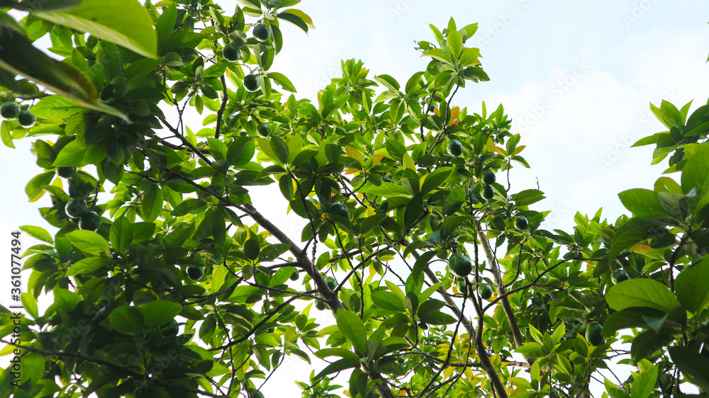 The 8th avocado species in the avocado breeding park, Tak, Thailand The 8th avocado species in the avocado breeding park, Tak, Thailand