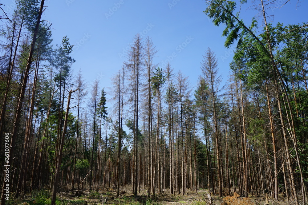 Waldsterben: Abgestorbene Fichten, Tannen durch Trockenheit, Borkenkäfer, Schädlinge, Sturm