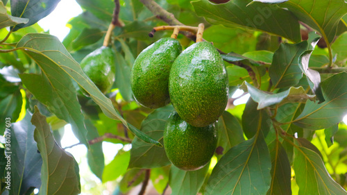 The 8th avocado species in the avocado breeding park, Tak, Thailand