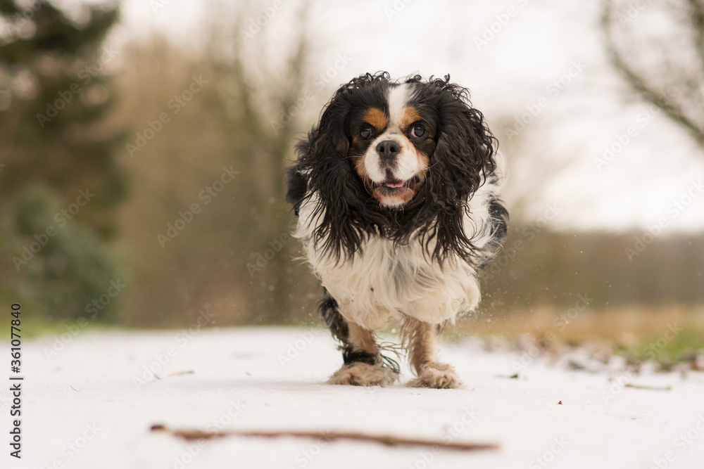 A Cavalier King Charles dog runs happily through the snow