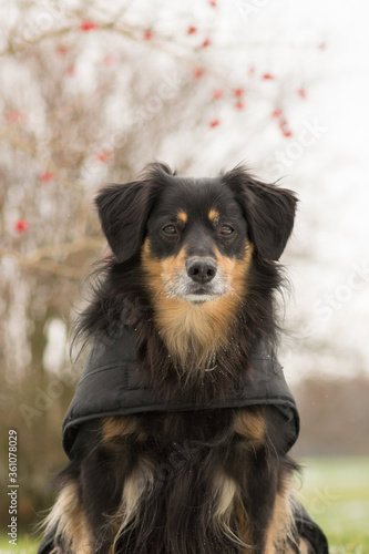 a dog in a winter coat looks intently at the camera