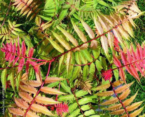 Принти на полотні A background texture looking down on the variegated red pink and cream veined leaves of the deciduous shrub Sorbaria 'Pink Hopi'