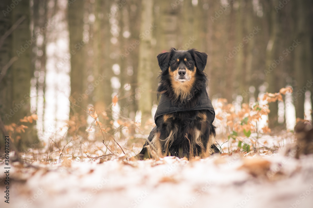 A dog is sitting in the winter coat in the woods and looks attentively A dog is sitting in the winter coat in the woods and looks attentively