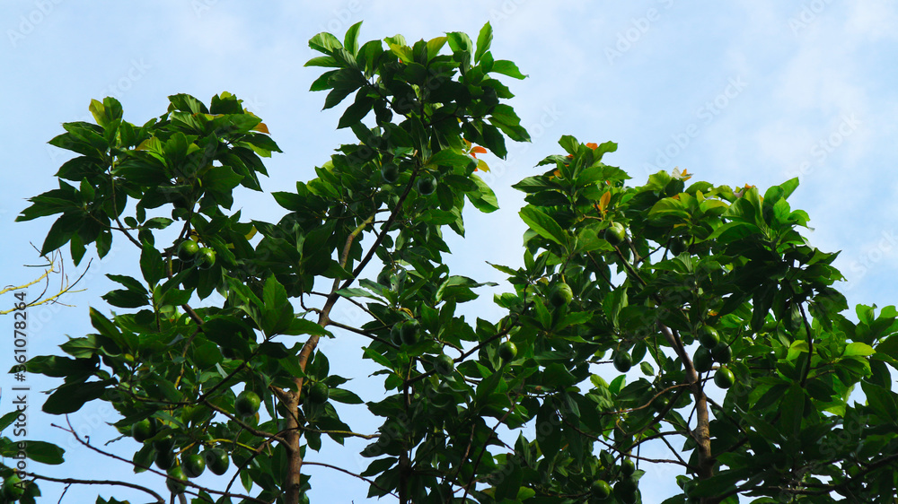 Fototapeta premium The 8th avocado species in the avocado breeding park, Tak, Thailand