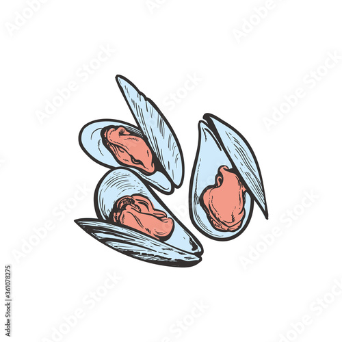 vector sketch mussels underwater animal sea food