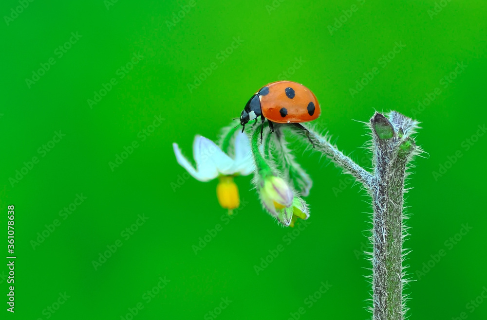 Fototapeta premium Beautiful ladybug on leaf defocused background