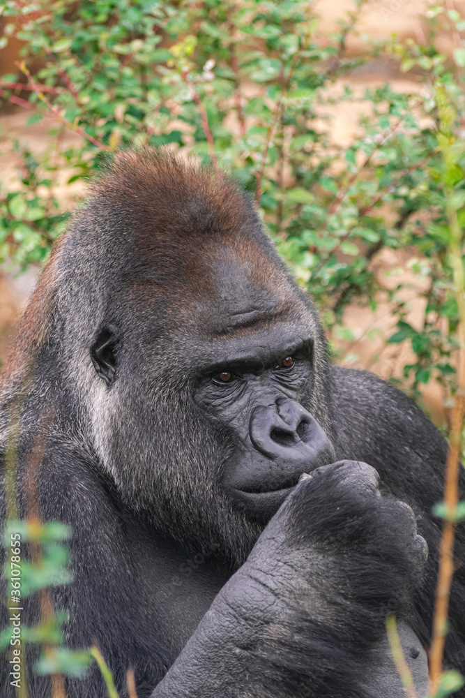 Adult male Western Lowland Gorilla, (Gorilla gorilla gorilla), with vegetation and rocks 