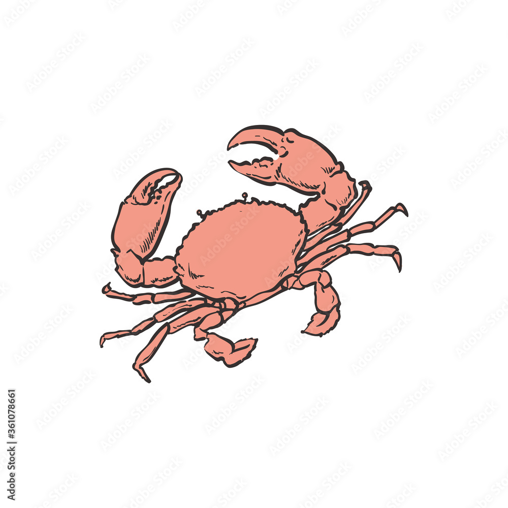 Vector illustration of red crab - hand drawn marine animal with shell ...