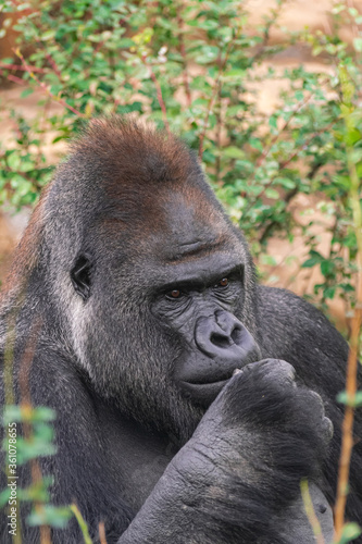 Adult male Western Lowland Gorilla, (Gorilla gorilla gorilla), with vegetation and rocks  © Martin