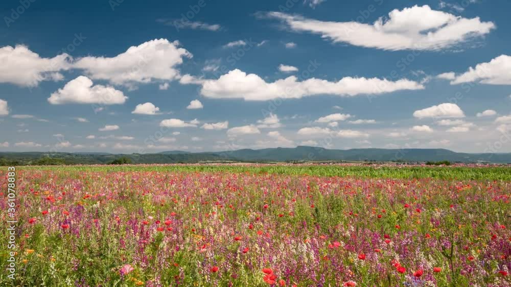 Timelapse - Colourful flowering meadow on the Knuell low mountain range, Germerode, Hesse, Germany Timelapse - Colourful flowering meadow on the Knuell low mountain range, Germerode, Hesse, Germany