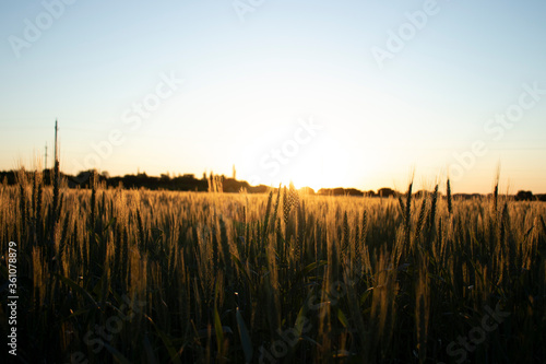 sunset in the field