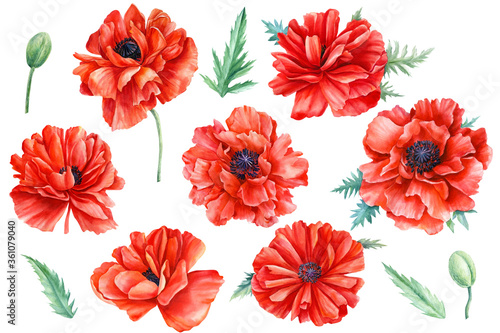 Red flowers, poppies, white background, botanical illustration, watercolor painting, flora design
