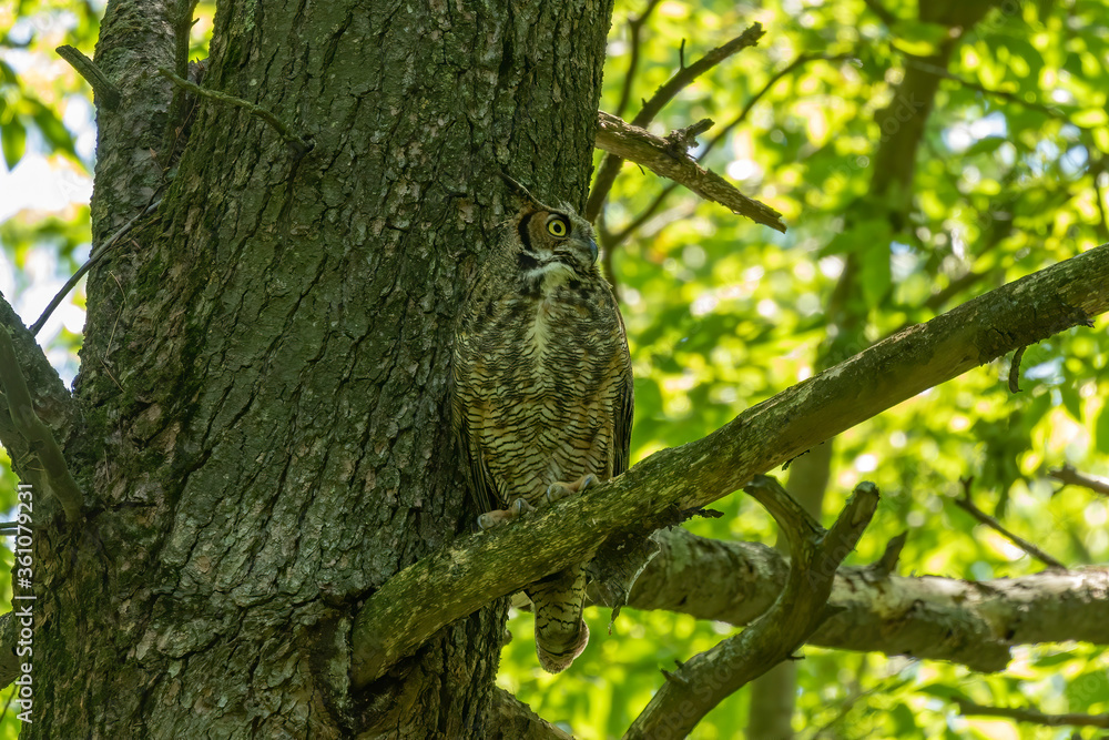 Female Great horned owl watches its young that have left the nest Female Great horned owl watches its young that have left the nest