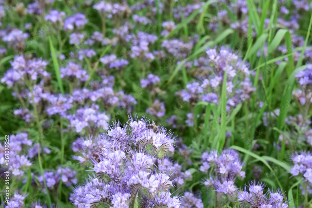 Phacelia plantation, close-up of a bee pollinating a flower. Summer day. Phacelia plantation, close-up of a bee pollinating a flower. Summer day.