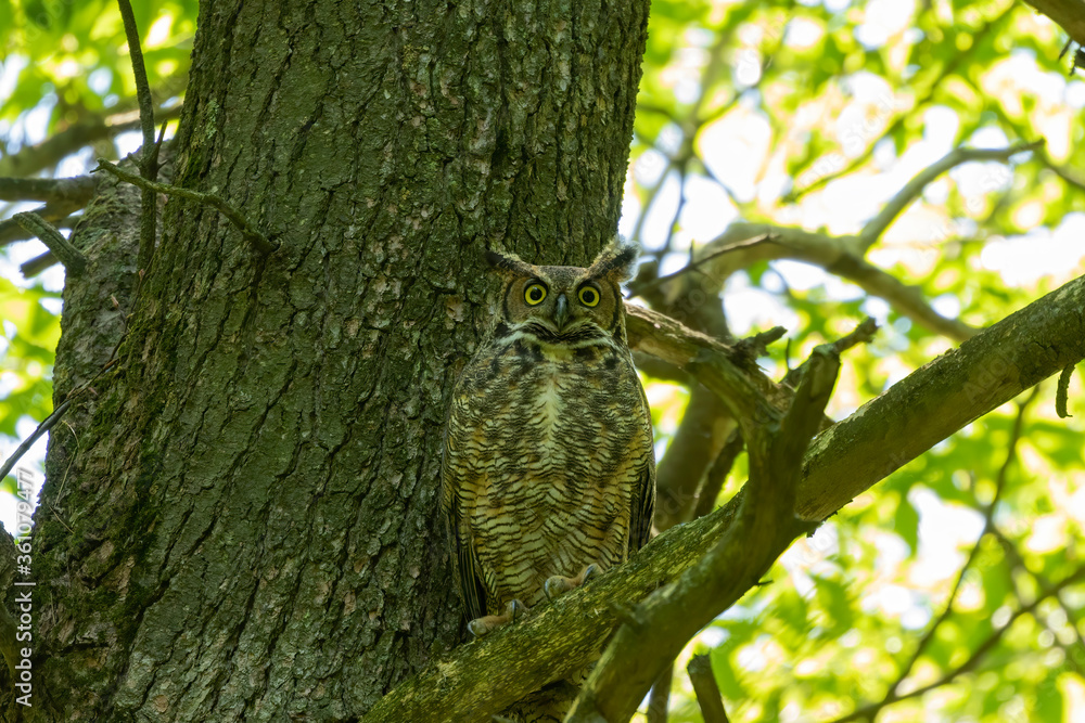 Female Great horned owl  watches its young that have left the nest