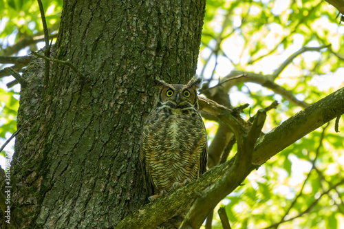 Female Great horned owl watches its young that have left the nest