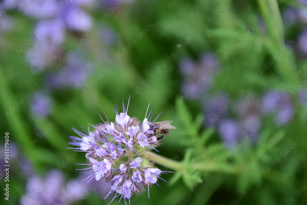 Phacelia plantation, close-up of a bee pollinating a flower. Summer day.