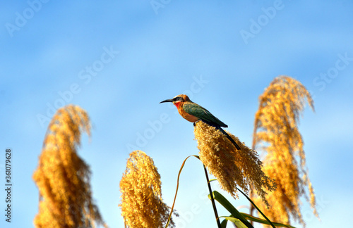 Weißstirnspint oder Bienenfresser am Ufer des Okavango River In Botswana photo