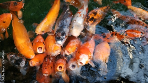 Stado ryb otwierających paszcze