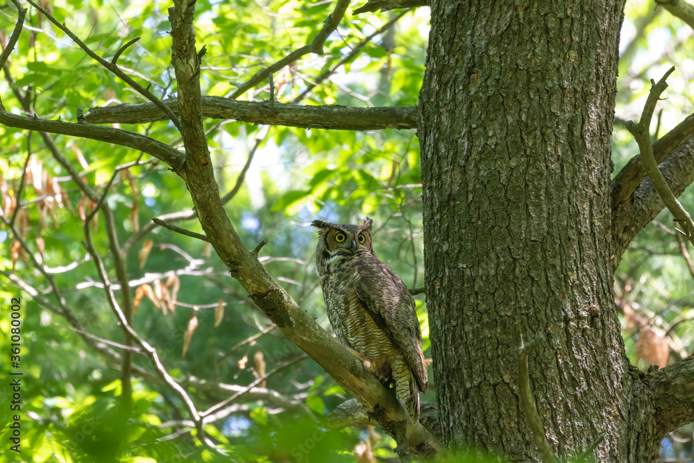 Female Great horned owl watches its young that have left the nest Female Great horned owl watches its young that have left the nest