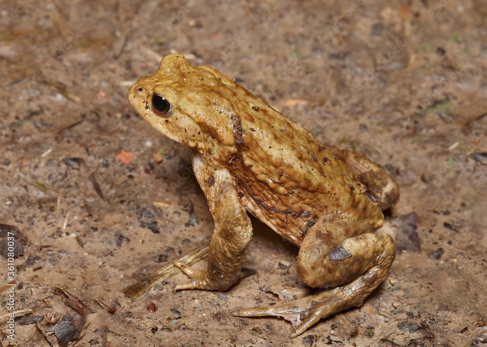 Obraz premium Close up of common little European toad on the ground
