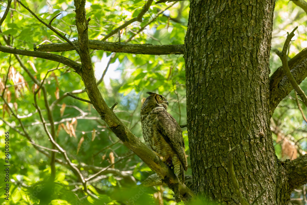 Female Great horned owl watches its young that have left the nest Female Great horned owl watches its young that have left the nest