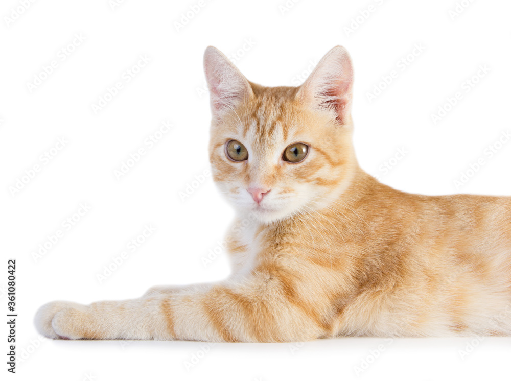Red cat looking at camera Red cat looking at camera