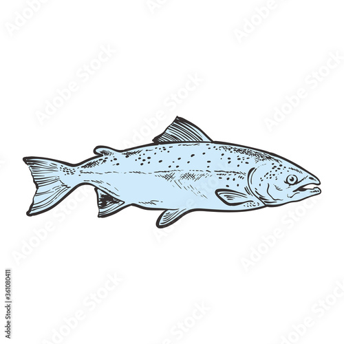 Vector illustration of blue whole raw salmon in sketch style.