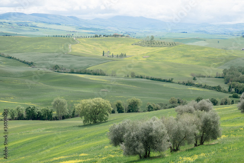 landscape with green field in Tuscany