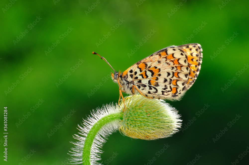Obraz premium Closeup beautiful butterfly sitting on the flower in a summer garden