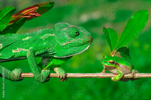 Wallpaper Mural Macro shots, Beautiful nature scene green chameleon  Torontodigital.ca